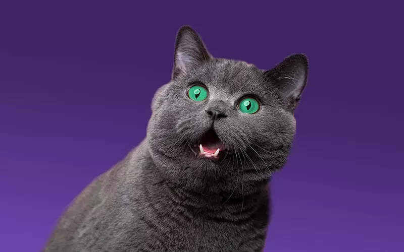 You Did WHAT to My PD? - a cat with surprising face